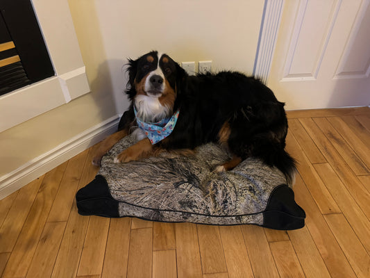 Dog Bed